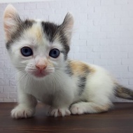 Kucing Munchkin Kinkalow usia 3 bln