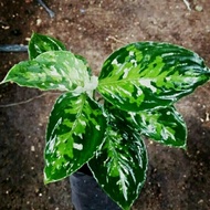 Teeerrrlaris Aglaonema pictum tricolor Sumatera