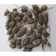 KORAI KILANGU || CYPRUS ROTUNDUS 100GM