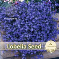 50pcs Seed lobelia Blue Cardinal Flower Biji Benih Bunga Lobelia 翠蝶花种子