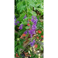 pokok bunga duranta erecta