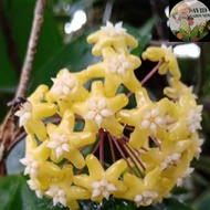 Avid Gardener <Hoya> Hoya Pentaphlebia