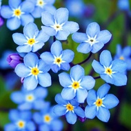 Forget-Me-Not Seeds Loose Roots Years Raw Flower Seeds Forget-Me-Not Seeds Four Seasons Easy-G