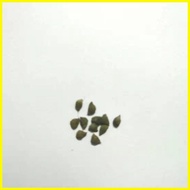 ⚽︎ ✅ ஐ 【COD】10pcs Rare Calathea Seeds Air Freshening Plants Seeds #SW12