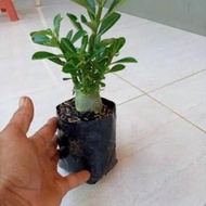 bonsai adenium arabicum-bibit tanaman hiasan bonsai adenium arabicum