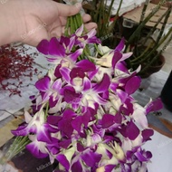 bunga anggrek dendrobium Sonia ungu or putih asli / bunga potong segar