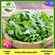 COD In stock ✶[Green House] Arugula Rocket Seeds for Planting Vegetable Plants (+/- 200 Seed) + FREE