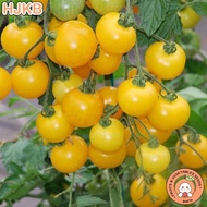 Golden Grape Tomato Seeds - Yellow Cherry Tomato Seeds - Tomato Golden Grape Seeds 20PCS