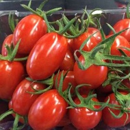 溫室玉女番茄