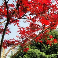 ขายส่ง 100 เมล็ด เมล็ดเมเปิ้ลแดงญี่ปุ่น Japanese Red Maple ต้นเมเปิลญี่ปุ่น ใบเมเปิ้ล สีแดง ใบไม้เปล