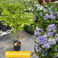 ต้น แก้วเจ้าจอม 6ใบ สมัย ร.5 กิ่งตอน สูง 1เมตร30เซน ต้นกำลังตั้งฟร์อม ให้ร่มเงา ดอกสีม่วง ละมุนตา แล