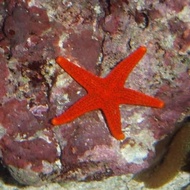 Ikan Hias Air Laut - Bintang Laut Merah