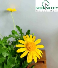 GNC -  Live Plant Euryops pectinatus Viridis Pokok Hiasan Pokok Hidup