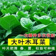 Seeds Instant Four Seasons Planting Spring Summer Tofu Vegetables Vegetable Seeds Potted Big Leaf Ba