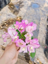 tanaman hias bugenvil bunga tumpuk pink