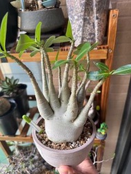 阿拉伯沙漠玫瑰，穩根，下盤飽滿，形態多枝