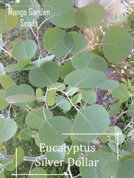 *Rare* Silver Dollar Eucalyptus  Seeds - 5 Seed *Pot Friendly* Tanam Pasu Besar, Biji Benih Eucalyptus 桉树- Mango Garden