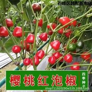 櫻桃紅泡椒種子燈籠泡椒壇子椒雞心辣椒種籽四季蔬菜種