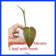 ◹ ➹ ◞ Philodendron Selloum (Sahod Yaman) Live Plant (1 Pc), Plus FREE Philodendron Micans