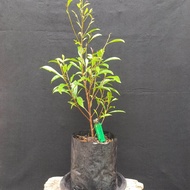 Bibit Beringin afrika hasil cangkok ficus salicaria
