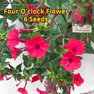 เมล็ดพันธุ์ ดอกบานเย็น สีม่วง Rose Four oclock Flower Seed บรรจุ 6 เมล็ด เมล็ดดอกไม้ ดอกไม้ไล่แมลง พันธุ์ดอกไม้ บอนสีราคาถูก เมล็ดบอนสี ต้นไม้มงคล บอนสี ดอกไม้จริง ไม้ประดับ เมล็ดพันธุ์พืช ดอกไม้ปลูกสวยๆ ต้นไม้ฟอกอากาศ แต่งบ้านและสวน ปลูกง่าย อัตรางอกสูง