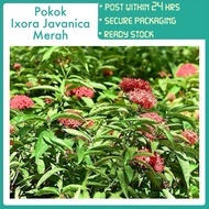 PBN - pokok Ixora Javanica merah - red flower bunga pecah periuk siantan jejarum tree bunga tumbuhan