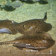 Ikan Predator Pari Motoro / Motoro Stingray
