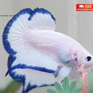 ikan cupang plakat blue rim Jantan clean REEAL PICT