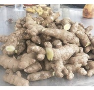 KUNYIT PUTIH SEGAR 1KG KUNYIT PUTIH 1KG KUNYIT PUTIH SEGAR BERKUALITAS