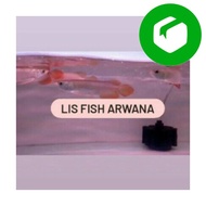 Ready Stock ikan arwana super red chili arwana sr chili