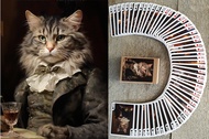 FLONZGIFT VICTORIAN CATS Playing Cards (Poker Deck 54 Cards All Different) Handsome Cats in Victoria