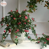 PEWANYMX Artificial Rose Flower, Creative 52cm Artificial Flowers Plants, Fake Flowers silk flowers DIY Hanging wall Flower Arrangement Garden