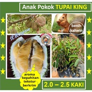 Anak Pokok TUPAI KING D226 松鼠王 榴莲苗 乌金王 Sapling Durian（1.5 kaki）