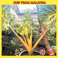 [LIVE PLANT] NEW GUINEA GOLD ALOCASIA KELADI EMAS 916 FREE BAJA