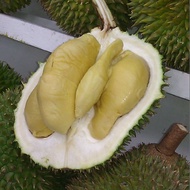 Durian d24 / Durian d24 / pokok durian d24 / anak durian d24 / benih durian d24