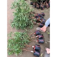 cây giống me rừng (me tròn) mận rừng (cây mac kham )