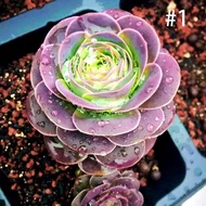 【Easy to bloom】BUY 1 GET 1 FREE100PCs the mountain rose Aeonium greenovia seeds succulent plant flowers seeds