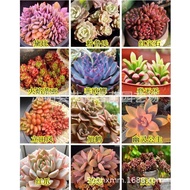 Jingtianke Succulent Plant Mixed Succulent Seeds Succulent Seeds Potted Flowers Courtyard Balcony