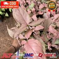 Tanaman hias syngonium pink 3-5 daun
