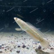 channa baby stewarti
