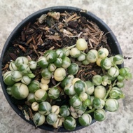 TANAMAN STRING OF PEARL VARIEGATA