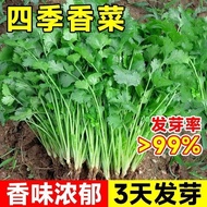 Easy Germination Big Leaf Coriander Seed Coriander Seed Heat-Resistant Four Seasons Balcony Indoor P