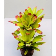 Bromeliad Neoregelia Sunking.(matured plant, big size)