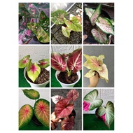 Paket 8 jenis bonggol keladi cantik