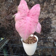 tanaman hias caladium sexy pink daun besar