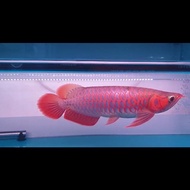 Ikan arwana super red sumo ssb 35cm MERAH