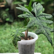 Alocasia Jacklyn LZ