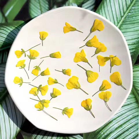60pcs Side Pressed Dried Yellow Cole Flowers Plant Herbarium For Jewelry Photo Frame Phone Case Book