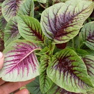 1500 เมล็ด เมล็ดผัก ผักโขมใจแดง (Red-Green Amaranth) เมล็ดพันธุ์ผัก สวนครัว เหมาะแก่การทำสวน Vegetab