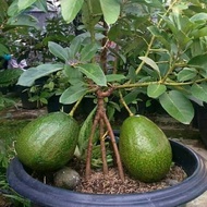 Bibit Alpukat Kendil SEEDLING Murah Terlaris